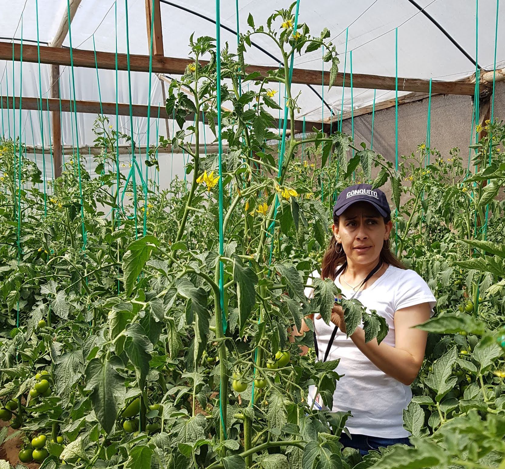 A photo of a woman wearing a white t-shirt and black baseball hat with long brown hair is standing in a greenhouse surrounded by tall tomato plants with yellow flowers and green fruit.