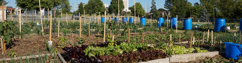 community garden plot with red and green lettuces in the foreground and blue barrels in the background