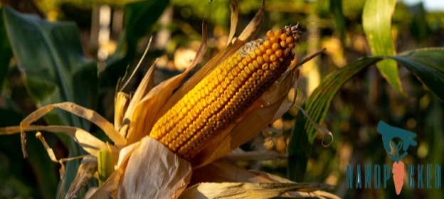corn-stock-image