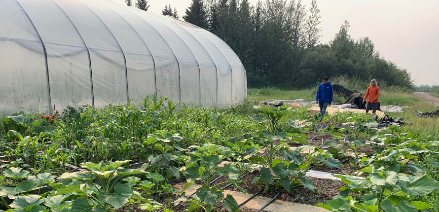 Greenhouse with plants in the foreground. Two people walk through the rows of crops. 