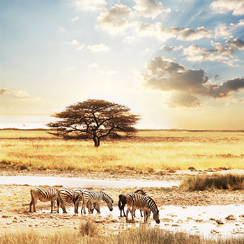 African landscape with zebras