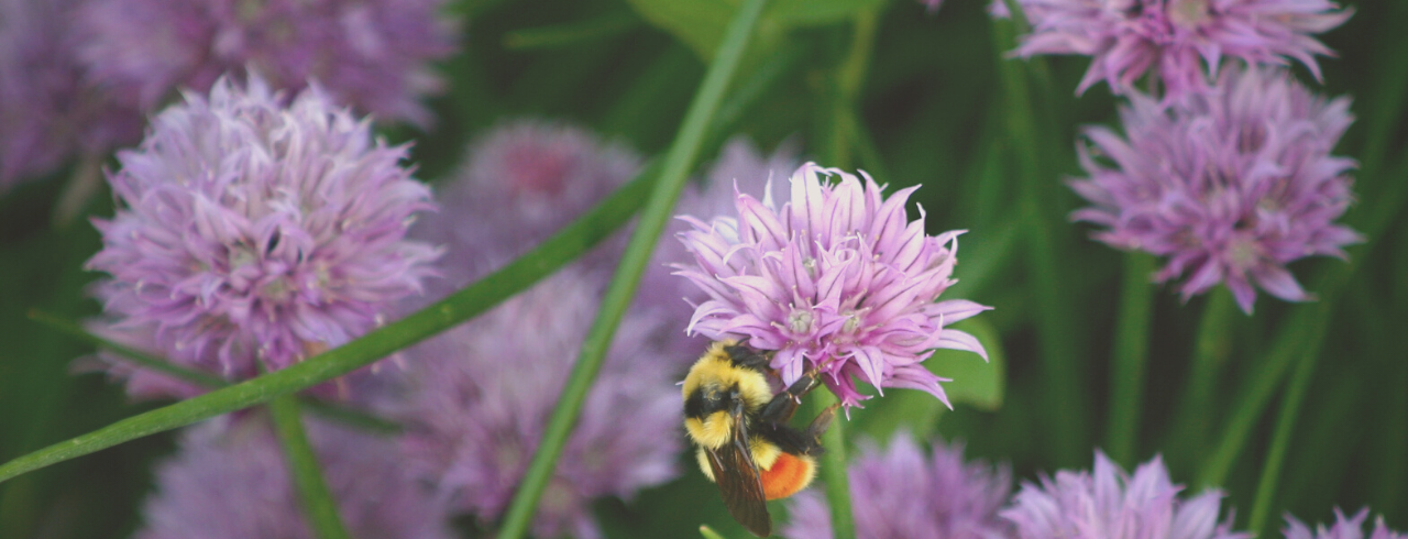 A bee getting pollen from purple flower.