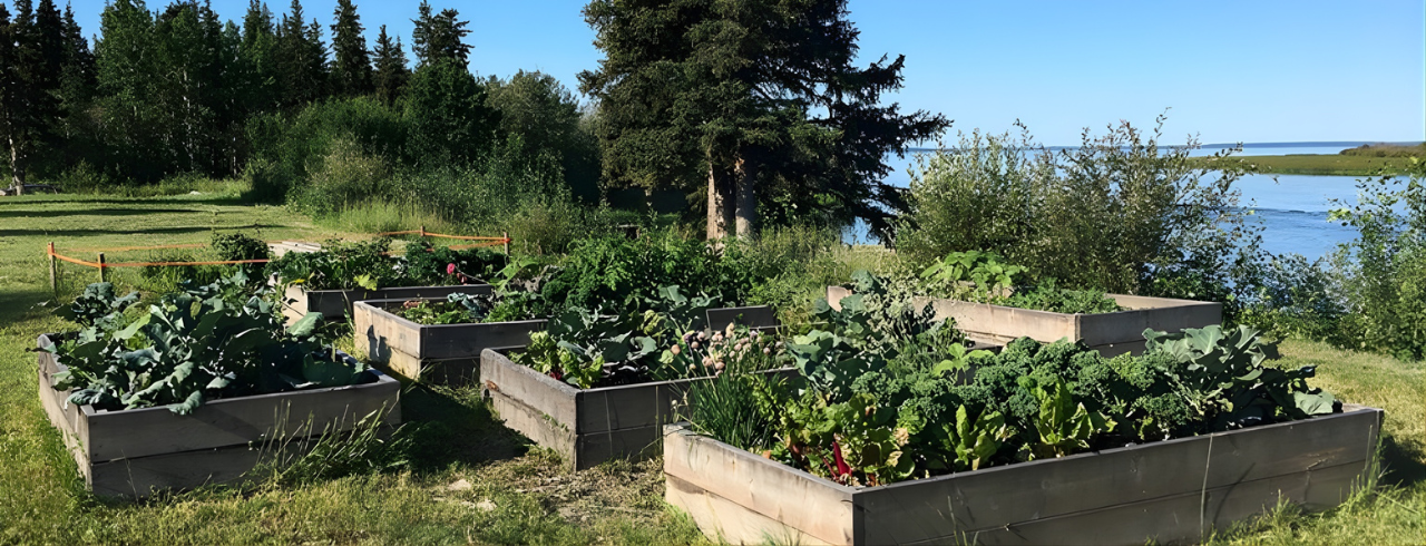 Raised garden beds growing vegetables in a Northwest Territories community