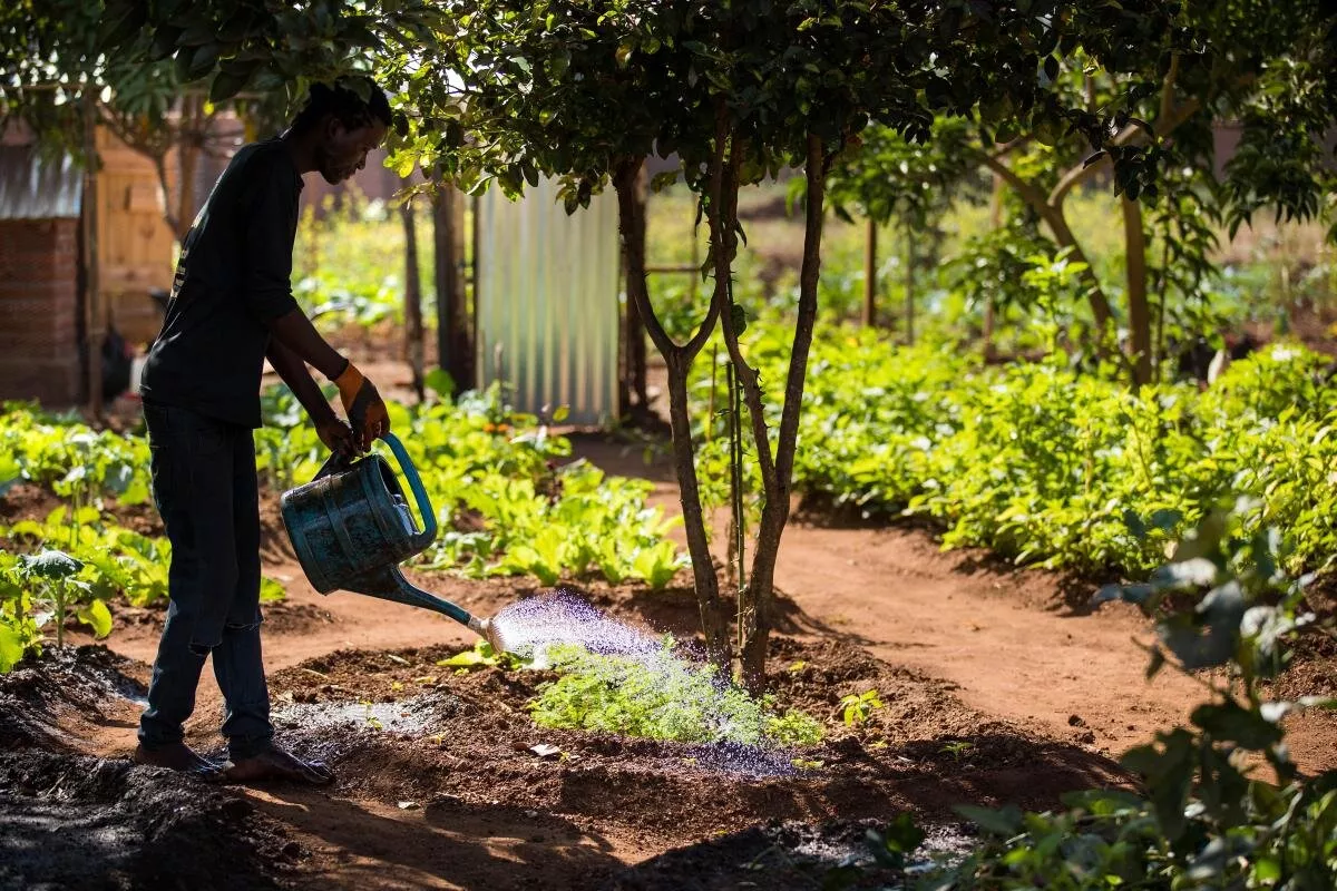 Image taken from Access Agriculture video titled "Growing root and tuber crops in orchards"