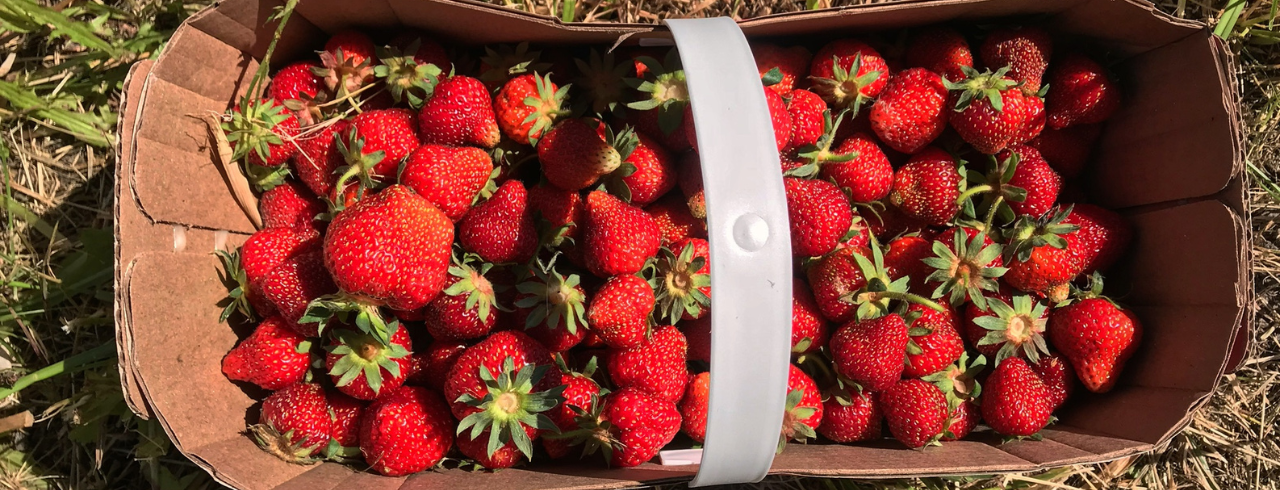 Basket of freshly harvested strawberries