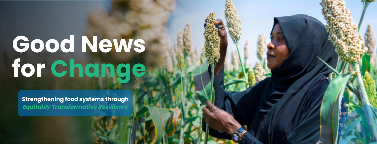 SUDAN 2024. FAO monitors progress of the Sudan's main planting season 21 October 2024. Wasat Al Gedaref locality, Gedaref, Sudan. Amal Hussein, a farmer from Gedaref, gently inspects her sorghum crop, filled with hope and pride as she looks forward to a successful harvest. 10/21/2024 Country or TerritorySudan Credit: FAO/Mahmoud Shamrouk