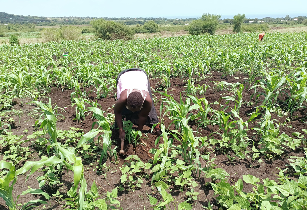 Intercropping on Rongo University farms 