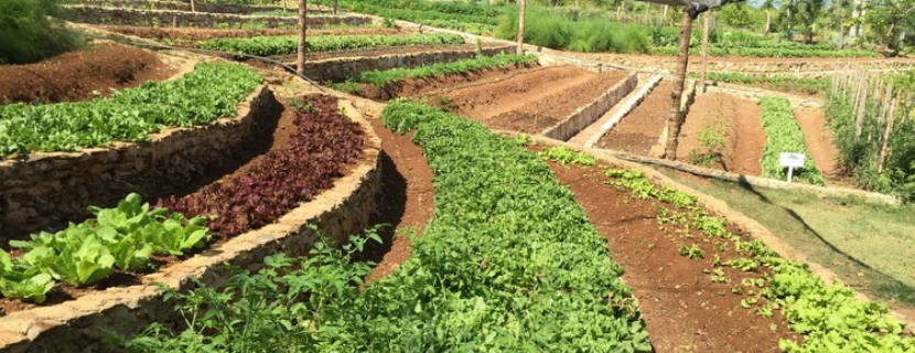 Stepped farm on a hillside with different varieties of vegetables